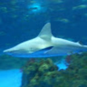 Meet your Posher, Joanne